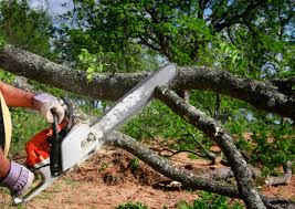 How Our Tree Care Process Works  in  Paddock Lake, WI